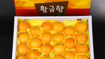 햇살 가득 머금은 빠른배송 황금향🍊 주문 꿀팁 대방출!